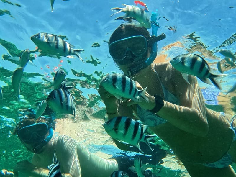 透明度の高い海でシュノーケリング中に出会う魚の群れ