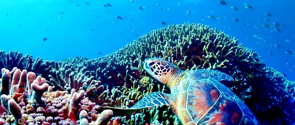 浜比嘉島のサンゴ礁