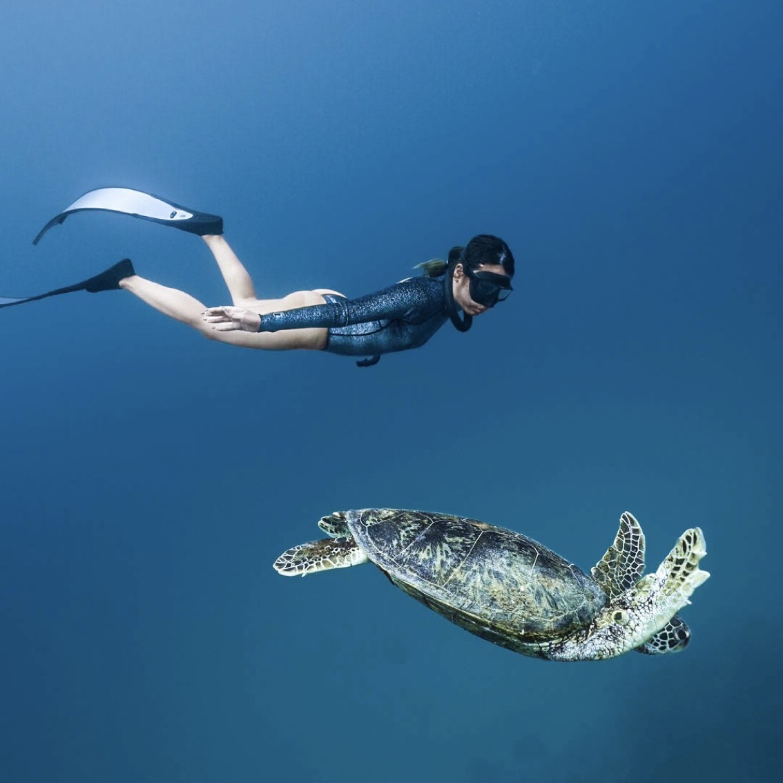 ウミガメと泳ぐ